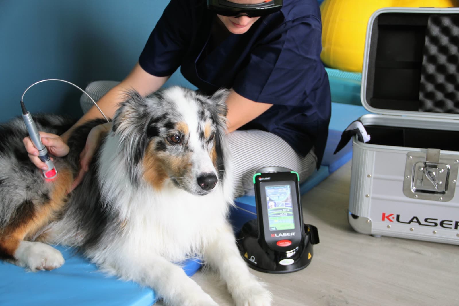 Sessie therapeutische laser bij een hond, beschermbril voor de dierenarts