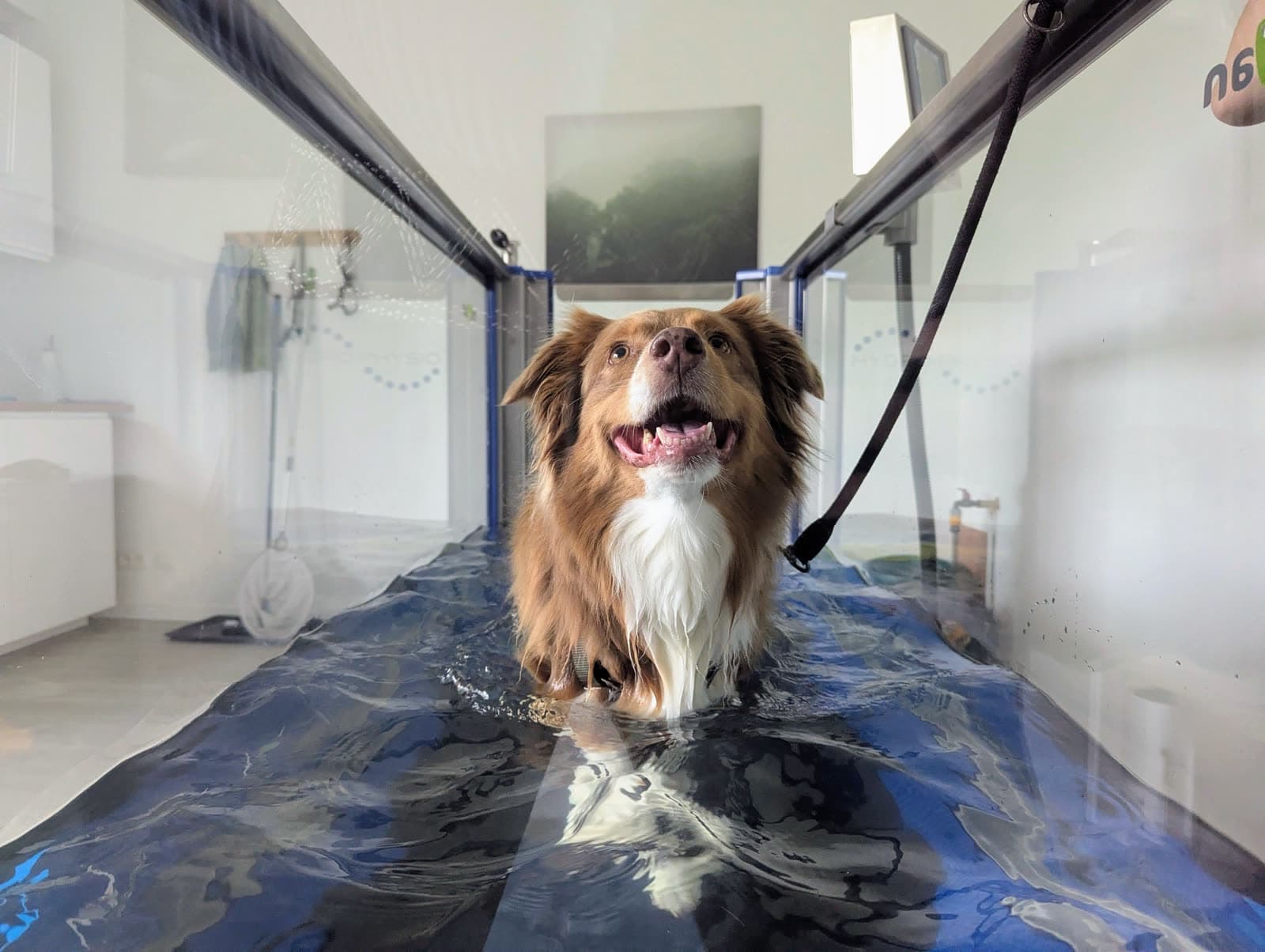 Chien marchant dans le tapis roulant immergé de Kinevet, à Lasne