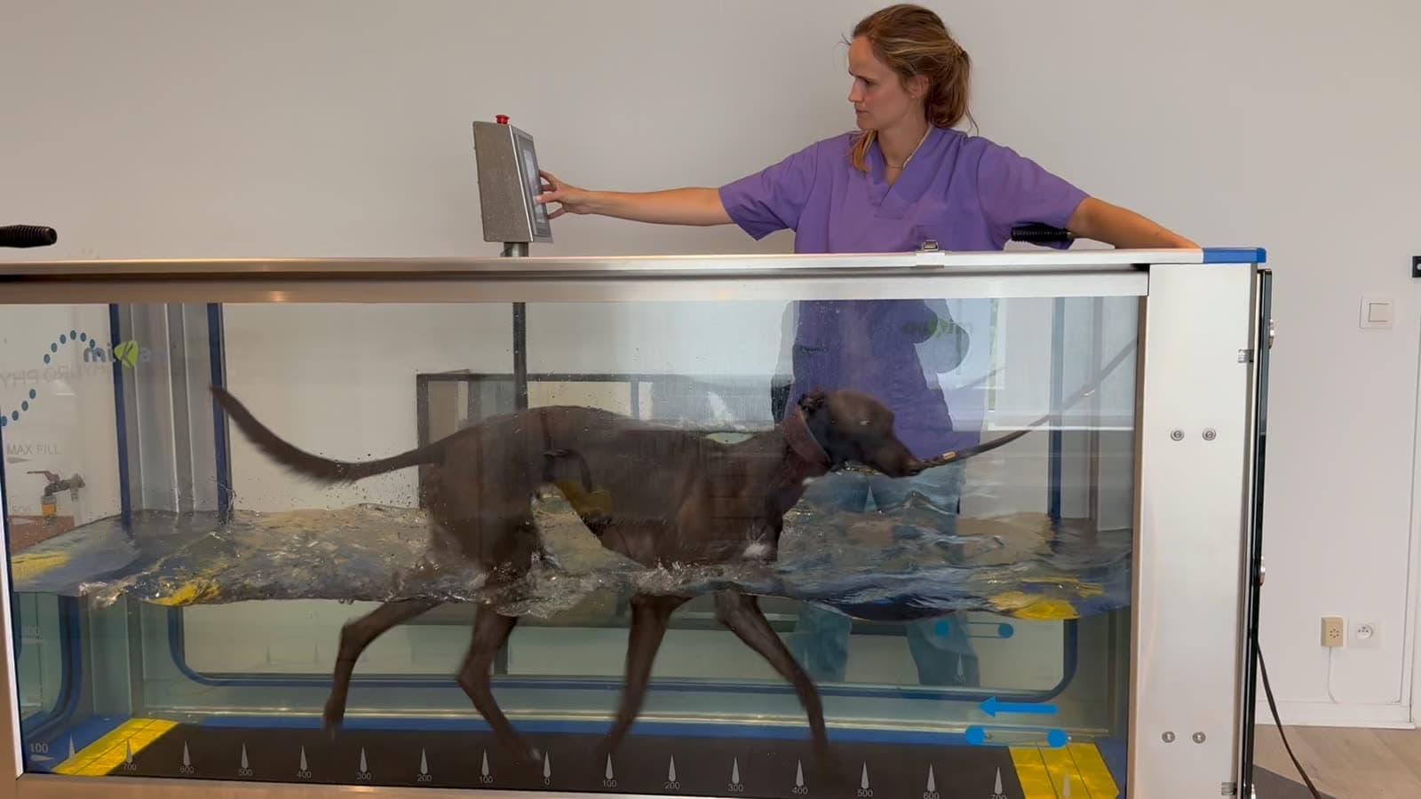 Séance d’hydrothérapie au centre Kinevet : un chien marche dans le tapis immergé, guidé par la vétérinaire